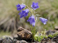 Campanula alpina 39, Saxifraga-Luuk Vermeer