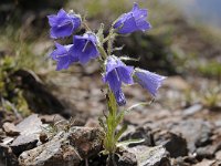 Campanula alpina 40, Saxifraga-Luuk Vermeer