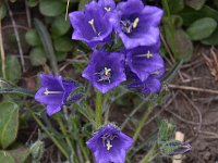 Campanula alpina ssp orbelica 1, Saxifraga-Harry Jans  Campanula alpina ssp. orbelica