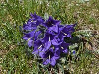 Campanula alpina ssp orbelica 10, Saxifraga-Harry Jans  Campanula alpina ssp. orbelica