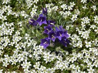 Campanula alpina ssp orbelica 12, Saxifraga-Harry Jans  Campanula alpina ssp. orbelica