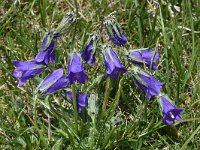 Campanula alpina ssp orbelica 3, Saxifraga-Harry Jans  Campanula alpina ssp. orbelica