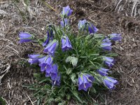 Campanula alpina ssp orbelica 4, Saxifraga-Harry Jans  Campanula alpina ssp. orbelica