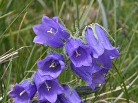 Campanula alpina ssp orbelica 5, Saxifraga-Harry Jans  Campanula alpina ssp. orbelica