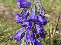 Campanula alpina ssp orbelica 6, Saxifraga-Harry Jans  Campanula alpina ssp. orbelica