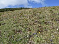 Campanula alpina ssp orbelica 8, Saxifraga-Harry Jans  habitat Campanula alpina ssp. orbelica : Habitat