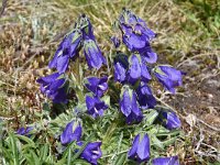 Campanula alpina ssp orbelica 9, Saxifraga-Harry Jans  Campanula alpina ssp. orbelica