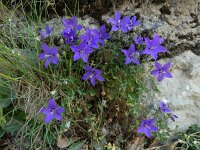 Campanula arvatica