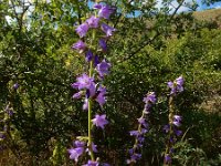 Campanula bononiensis 2, Saxifraga-Ed Stikvoort