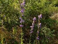 Campanula bononiensis 3, Saxifraga-Ed Stikvoort