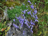 Campanula caespitosa 2, Saxifraga-Harry Jans