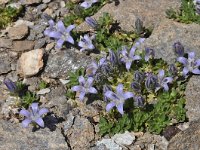 Campanula cenisia 11, Saxifraga-Harry Jans