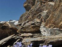 Campanula cenisia 12, Saxifraga-Harry Jans