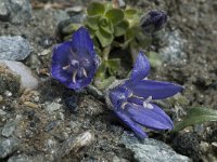 Campanula cenisia 2, Saxifraga-Willem van Kruijsbergen