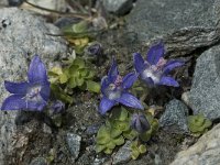 Campanula cenisia 3, Saxifraga-Willem van Kruijsbergen