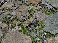 Campanula cenisia 5, Saxifraga-Harry Jans