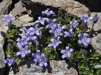 Campanula cenisia 6, Saxifraga-Harry Jans