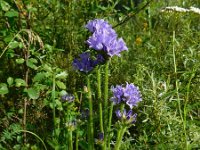 Campanula cervicaria 10, Saxifraga-National Botanical Garden of Latvia