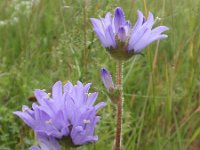 Campanula cervicaria 3, Saxifraga-Jan Willem Jongepier