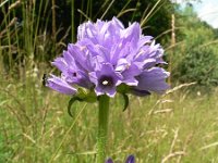 Campanula cervicaria 4, Saxifraga-Jan Willem Jongepier