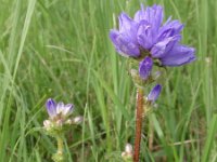 Campanula cervicaria 5, Saxifraga-Jan Willem Jongepier