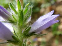 Campanula cervicaria 9, Saxifraga-Rutger Barendse