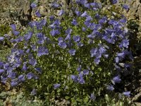 Campanula cochleariifolia, Fairys Thimble