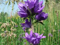 Campanula glomerata 10, Kluwenklokje, Saxifraga-Jan Willem Jongepier