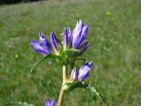 Campanula glomerata 11, Kluwenklokje, Saxifraga-Jasenka Topic