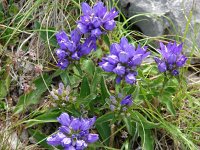 Campanula glomerata 12, Kluwenklokje, Saxifraga-Jasenka Topic