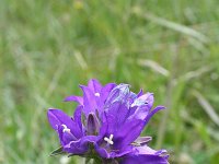 Campanula glomerata 16, Kluwenklokje, Saxifraga-Jeroen Willemsen