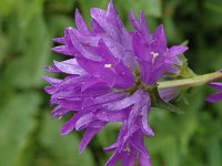 Campanula glomerata 2, Kluwenklokje, Saxifraga-Jan van der Straaten