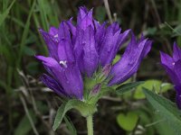 Campanula glomerata 21, Kluwenklokje, Saxifraga-Peter Meininger