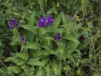 Campanula glomerata 22, Kluwenklokje, Saxifraga-Peter Meininger