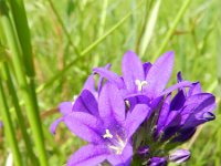 Campanula glomerata 26, Kluwenklokje, Saxifraga-Rutger Barendse