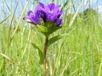 Campanula glomerata 27, Kluwenklokje, Saxifraga-Rutger Barendse