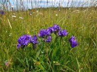 Campanula glomerata 31, Kluwenklokje, Saxifraga-Ed Stikvoort