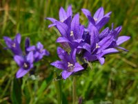 Campanula glomerata 32, Kluwenklokje, Saxifraga-Ed Stikvoort