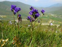 Campanula glomerata 33, Kluwenklokje, Saxifraga-Ed Stikvoort