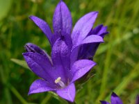 Campanula glomerata 36, Kluwenklokje, Saxifraga-Ed Stikvoort