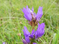 Campanula glomerata 39, Kluwenklokje, Saxifraga-Rutger Barendse