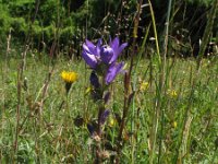 Campanula glomerata 40, Kluwenklokje, Saxifraga-Rutger Barendse