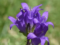 Campanula glomerata 48, Kluwenklokje, Saxifraga-Sonja Bouwman