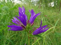 Campanula glomerata 63, Kluwenklokje, Saxifraga