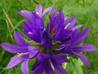 Campanula glomerata 65, Kluwenklokje, Saxifraga