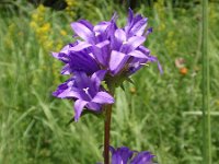 Campanula glomerata 8, Kluwenklokje, Saxifraga-Jan Willem Jongepier