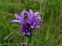 Campanula glomerata 9, Kluwenklokje, Saxifraga-Jan Willem Jongepier