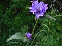 Campanula glomerata ssp caucasica 29, Saxifraga-Ed Stikvoort