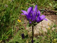 Campanula glomerata ssp caucasica 60, Saxifraga-Ed Stikvoort