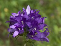 Campanula glomerata ssp glomerata 18, Kluwenklokje, Saxifraga-Willem van Kruijsbergen